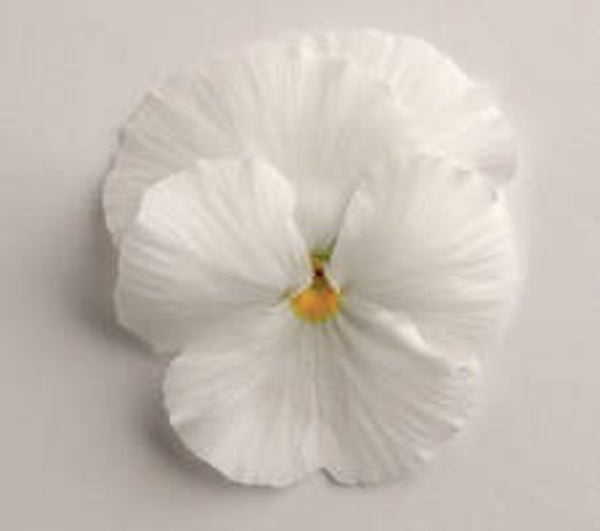 Viool grootbloemig