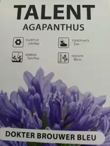 Agapanthus blue 13L