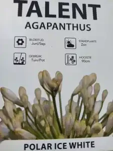 Agapanthus white 13L