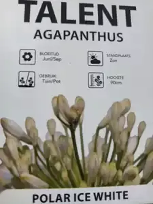 Agapanthus white 1.5L