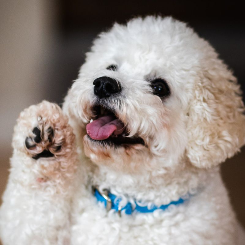 Fluffy white dog holding it's paw up like it's waving