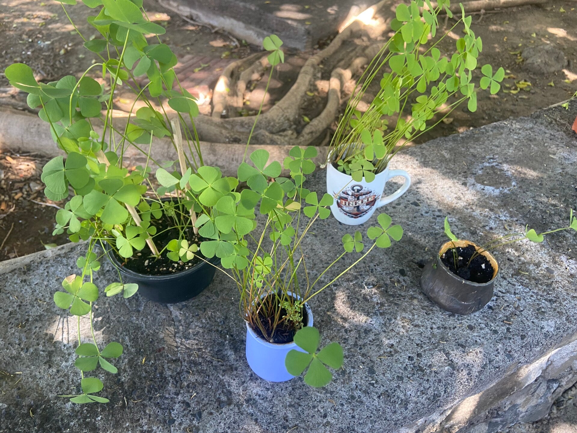Plant de trèfles