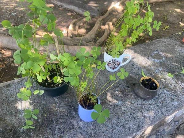 Plant de trèfles
