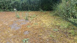 Tennis Court Cleaning & Moss Removal Before photo