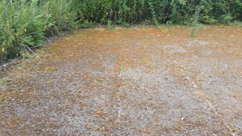 Tennis Court Cleaning & Moss Removal Before Photo