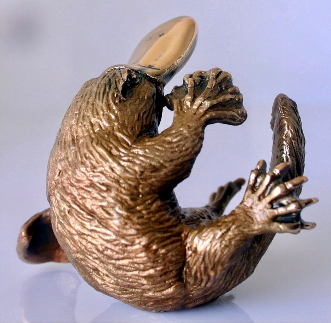 PLATYPUS CURLED SMALL