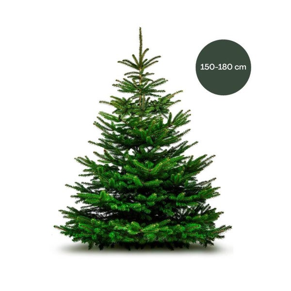 Nordmann excellent middel