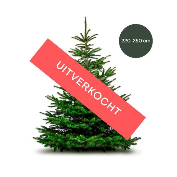 Nordmann excellent extra groot - uitverkocht