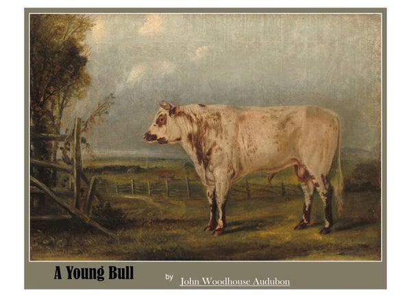 Fine Art Greeting Card 5 x 7 "A Young Bull" by John Woodhouse Audubon