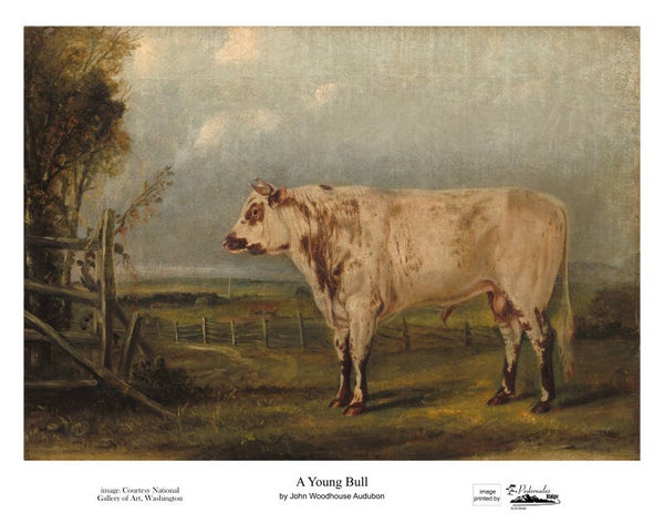 "A Young Bull" by John Woodhouse Audubon - 11 x 14 reproduction print