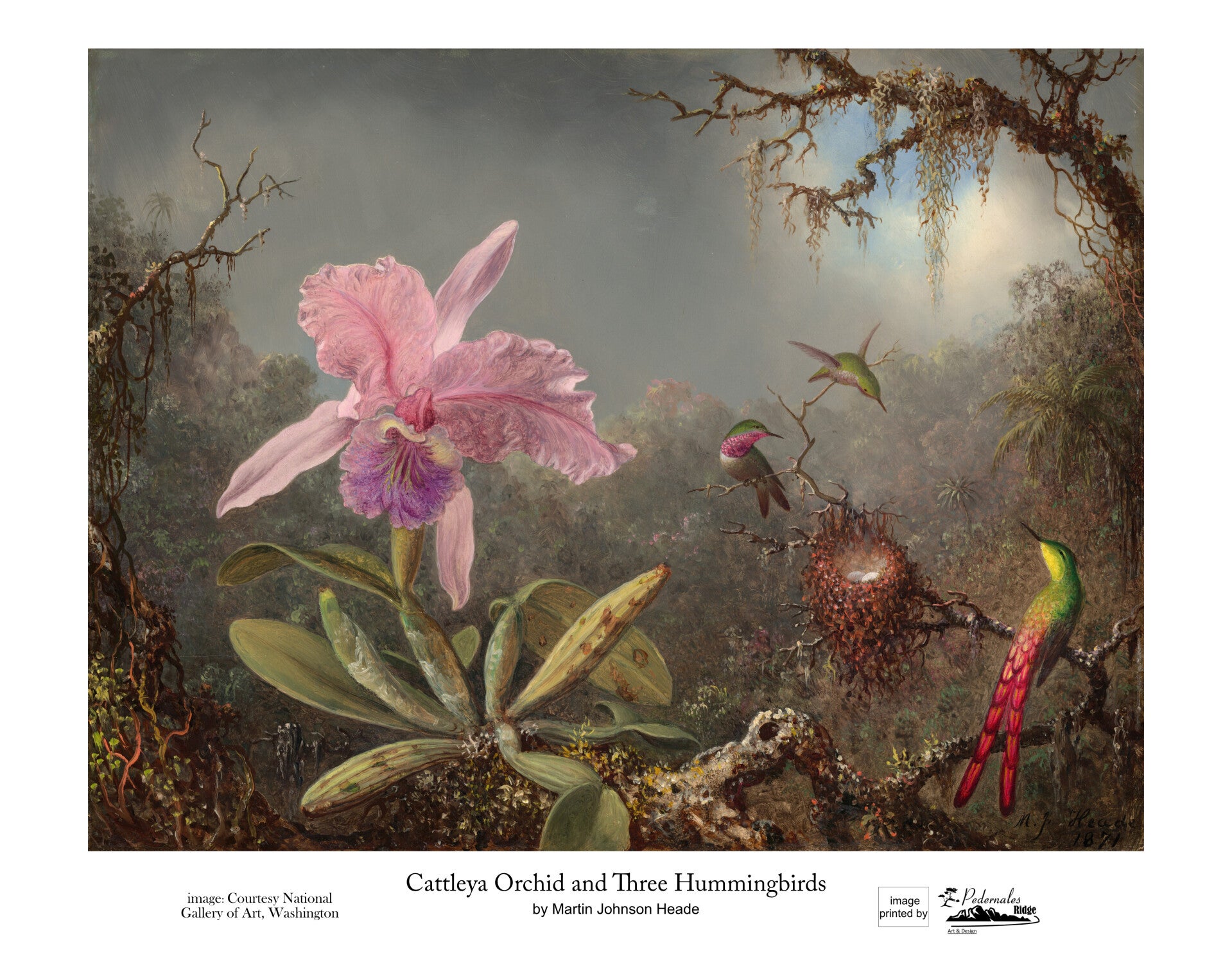 "Cattleya Orchid and Three Hummingbirds" by Martin Johnson Heade - 11 x 14 reproduction print