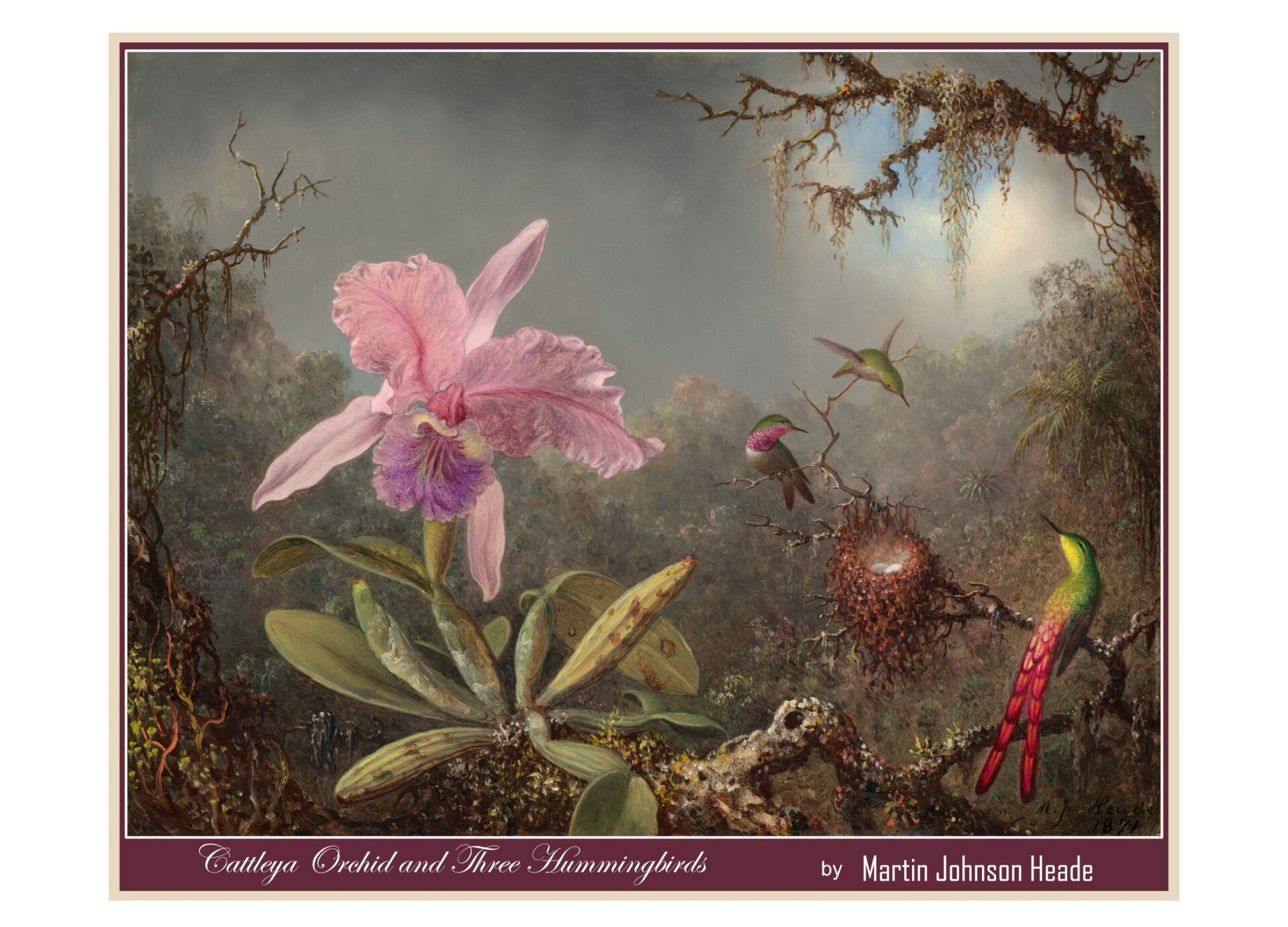 "Cattleya Orchid and Three Hummingbirds" by Martin Johnson Heade - Fine Art Greeting Card 5 x 7