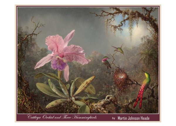 "Cattleya Orchid and Three Hummingbirds" by Martin Johnson Heade - Fine Art Greeting Card 5 x 7