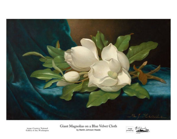 "Giant Magnolias on a Blue Velvet Cloth" by Martin Johnson Heade 11 x 14 reproduction print