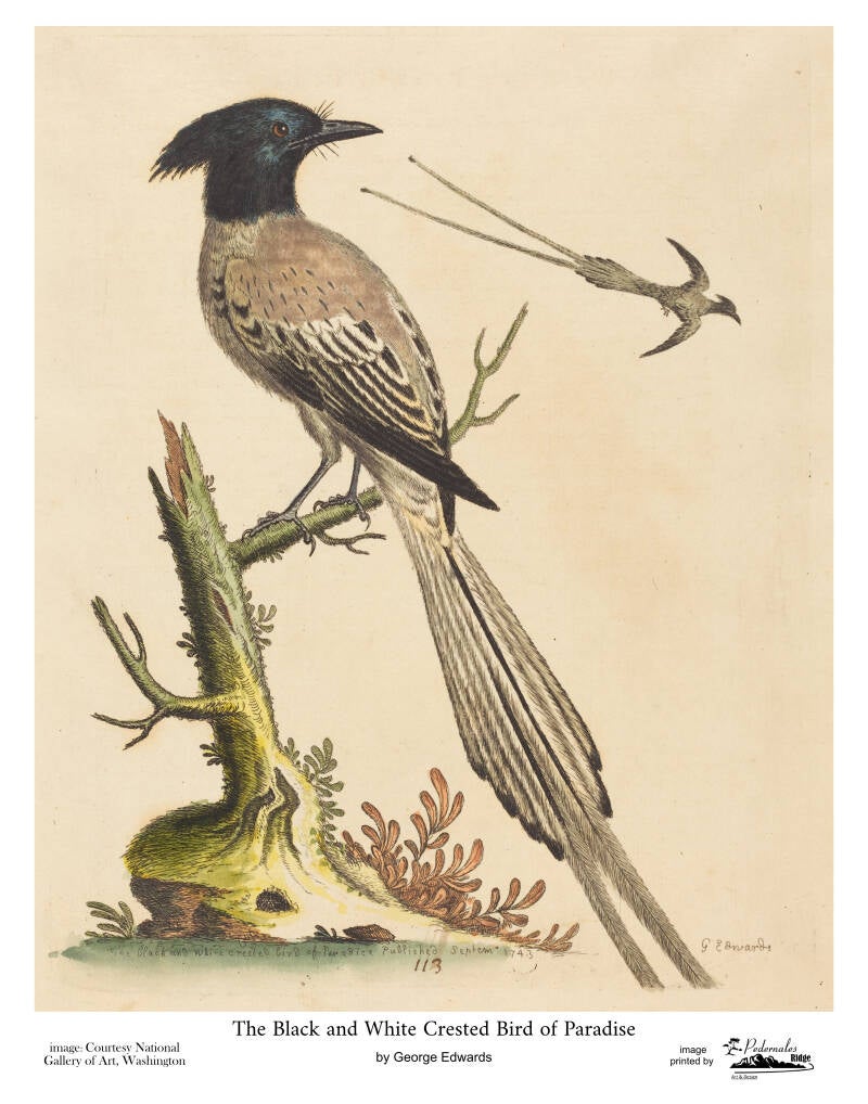 "The Black and White Crested Bird of Paradise" by George Edwards