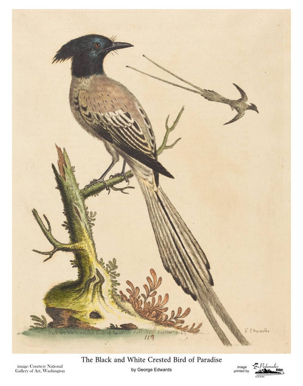 "The Black and White Crested Bird of Paradise" by George Edwards 11x14 reproduction print