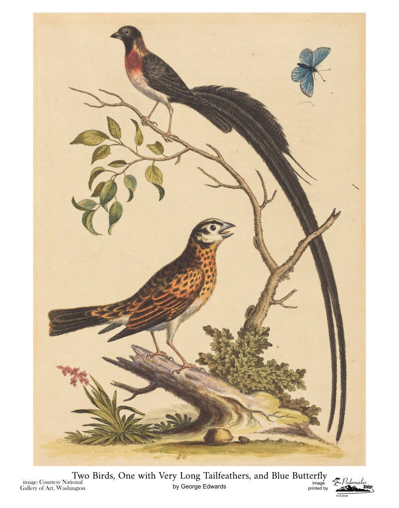 "Two Birds, One with Very Long Tailfeathers, and Blue Butterfly" by George Edwards