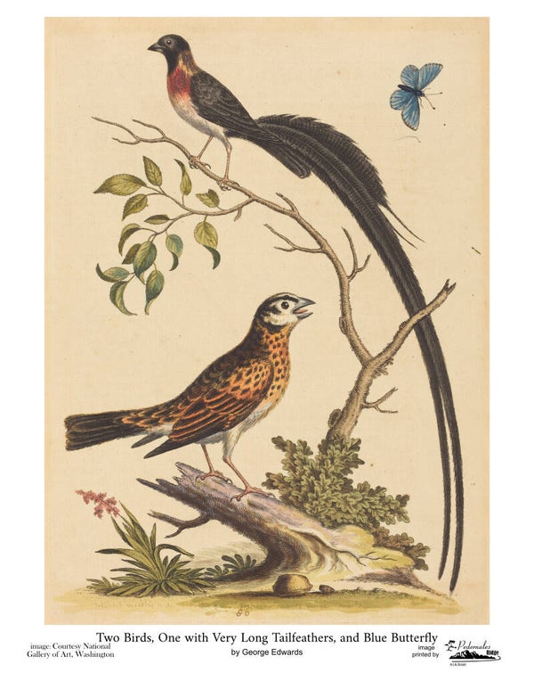 "Two Birds, One with Very Long Tailfeathers, and Blue Butterfly" by George Edwards 11x14 reproduction print
