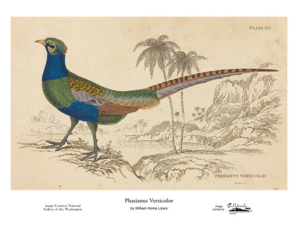 "Phasianus Versicolor" by William Home Lizars 11x14 reproduction print