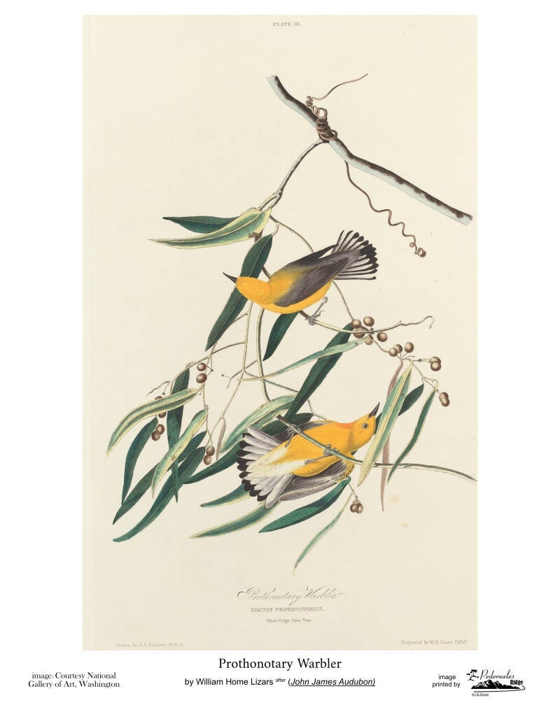 "Prothonotary Warbler" by by Scottish artist  William Home Lizars after John James Audubon