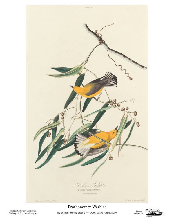 "Prothonotary Warbler" by William Home Lizars after John James Audubon 11x14 reproduction print