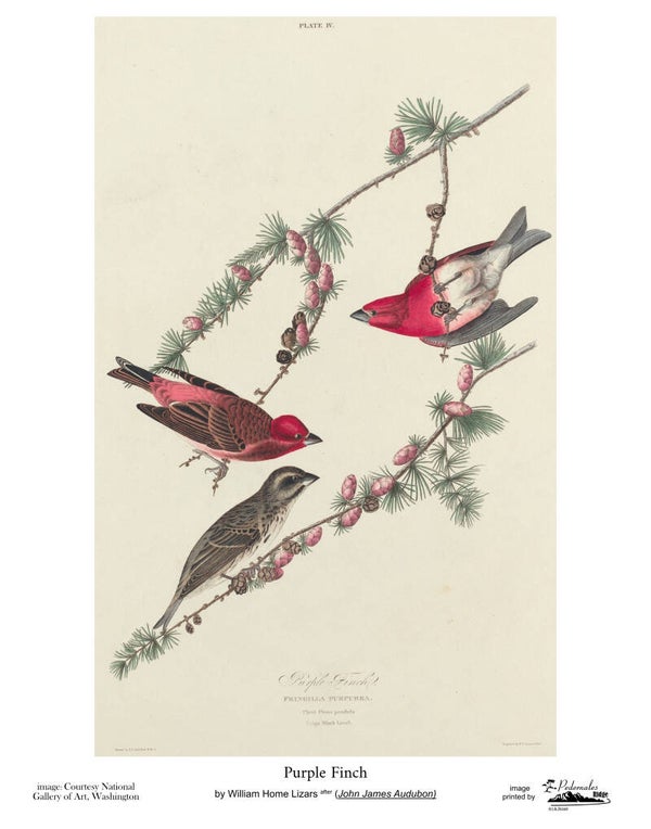 "Purple Finch" by William Home Lizars after John James Audubon 11x14 reproduction print