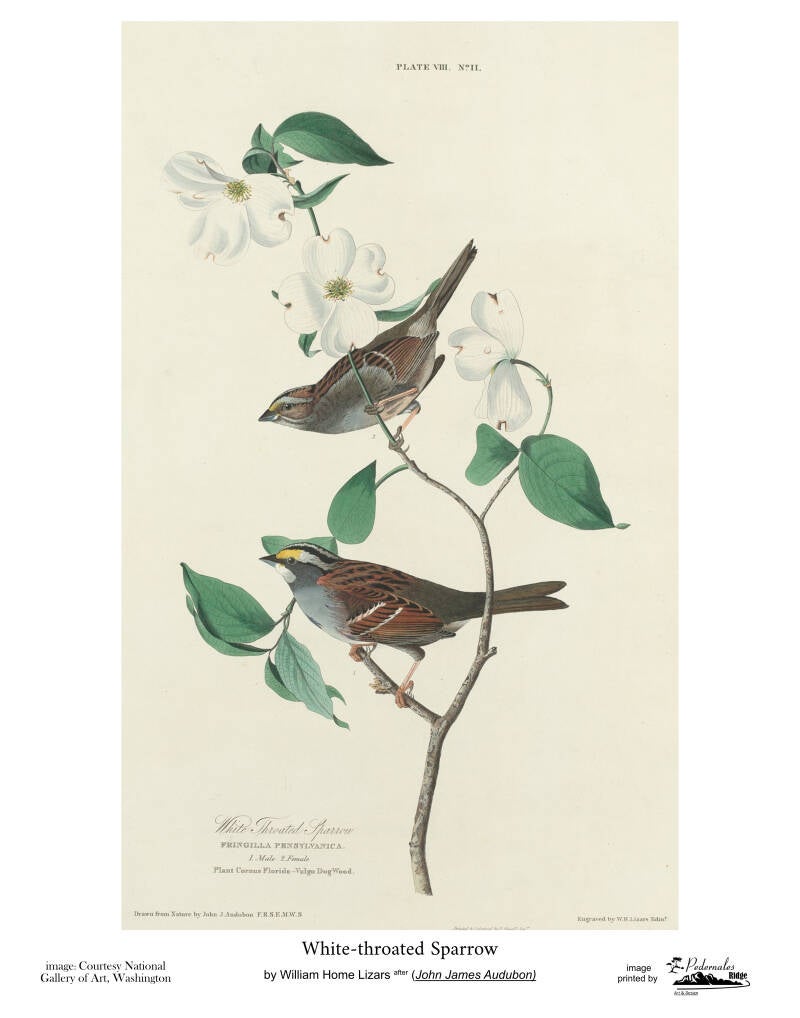 "White-throated Sparrow" by William Home Lizars after John James Audubon