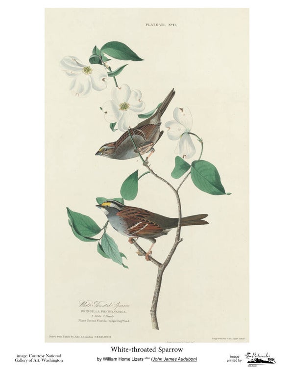 "White-throated Sparrow" by William Home Lizars after John James Audubon 11x14 reproduction print
