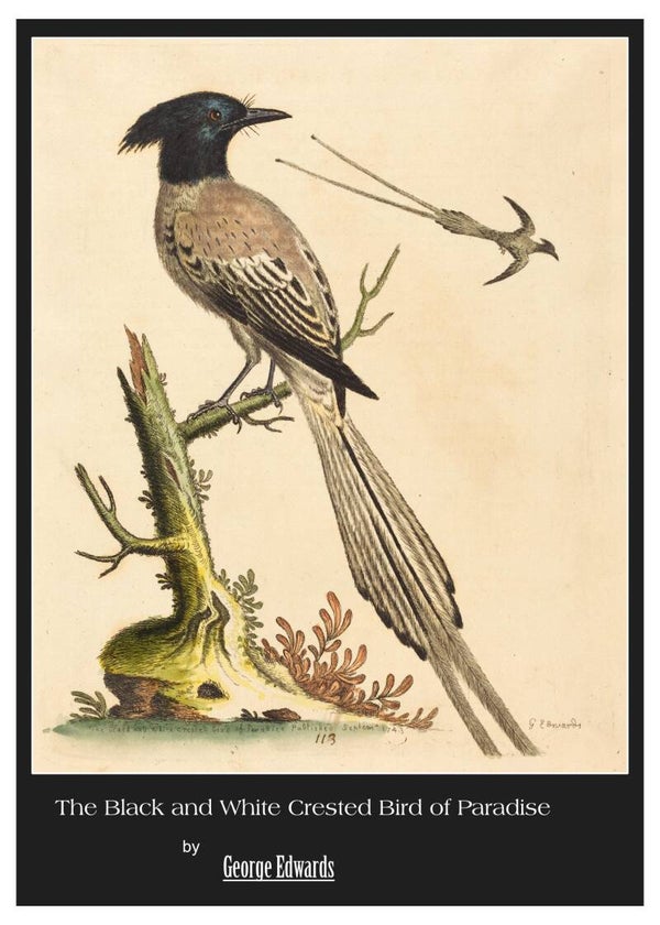 Fine Art Greeting Card 5 x 7 "The Black and White Crested Bird of Paradise" by George Edwards - English