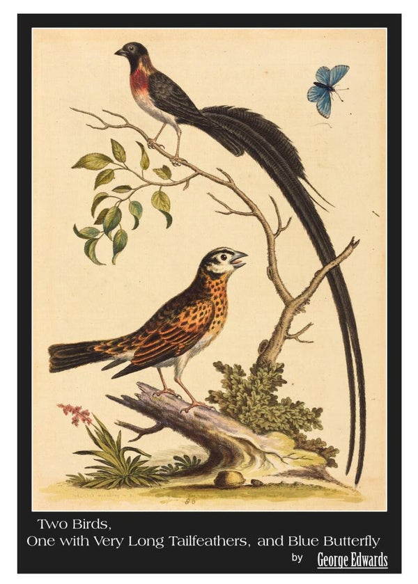 Fine Art Greeting Card 5 x 7 "Two Birds, One with Very Long Tailfeathers, and Blue Butterfly" by George Edwards - English