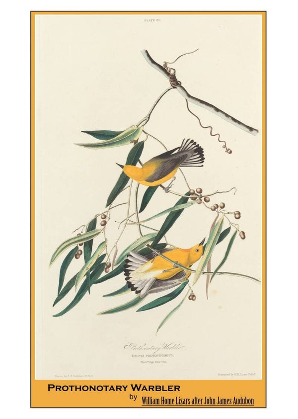 Fine Art Greeting Card 5 x 7 "Prothonotary Warbler" by William Home Lizars after John James Audubon - Scottish