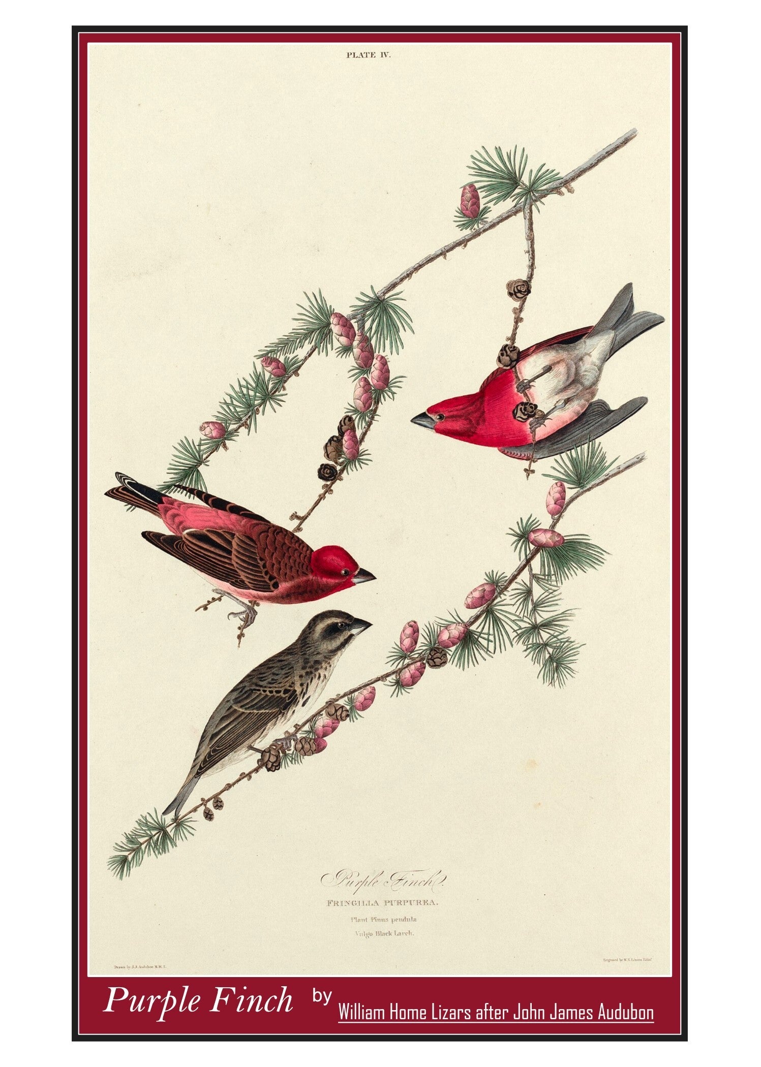 Fine Art Greeting Card 5 x 7 "Purple Finch" by William Home Lizars after John James Audubon - Scottish