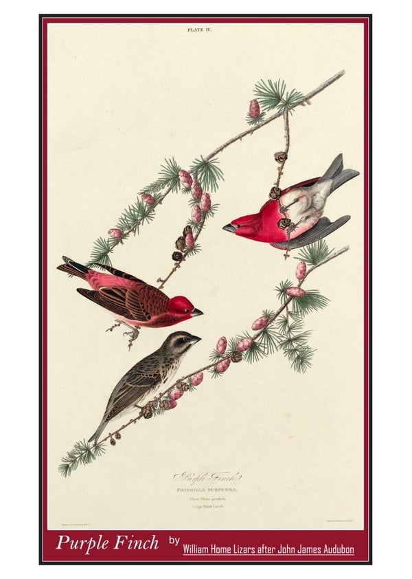 Fine Art Greeting Card 5 x 7 "Purple Finch" by William Home Lizars after John James Audubon - Scottish