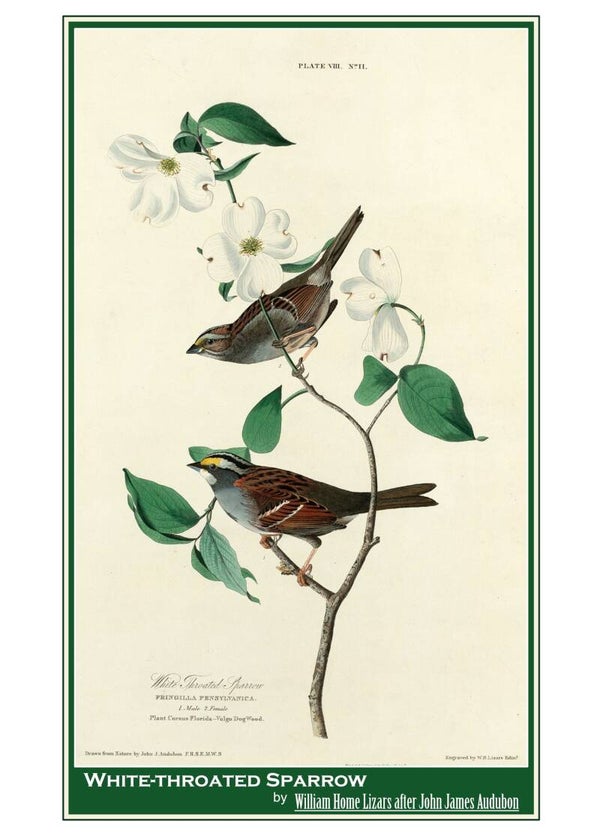Fine Art Greeting Card 5 x 7 "White-throated Sparrow" by William Home Lizars after John James Audubon - Scottish