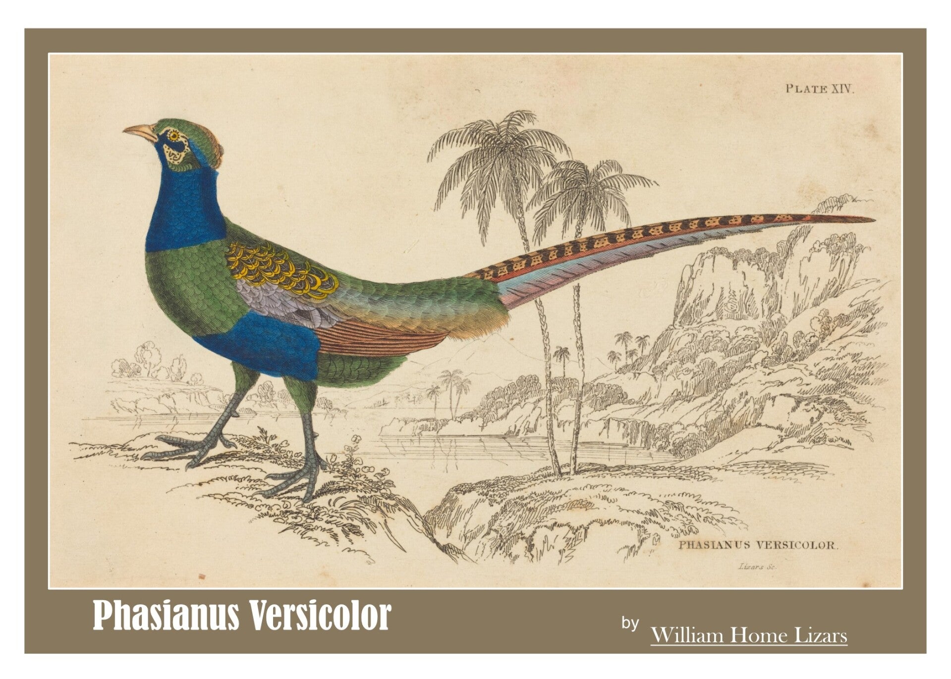 Fine Art Greeting Card 5 x 7 "Phasianus Versicolor" by William Home Lizars - Scottish
