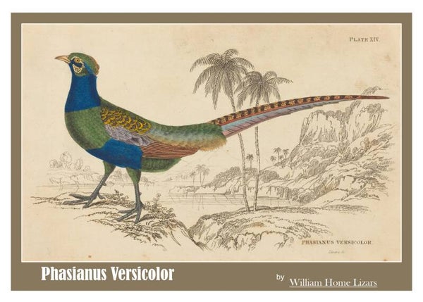 Fine Art Greeting Card 5 x 7 "Phasianus Versicolor" by William Home Lizars - Scottish