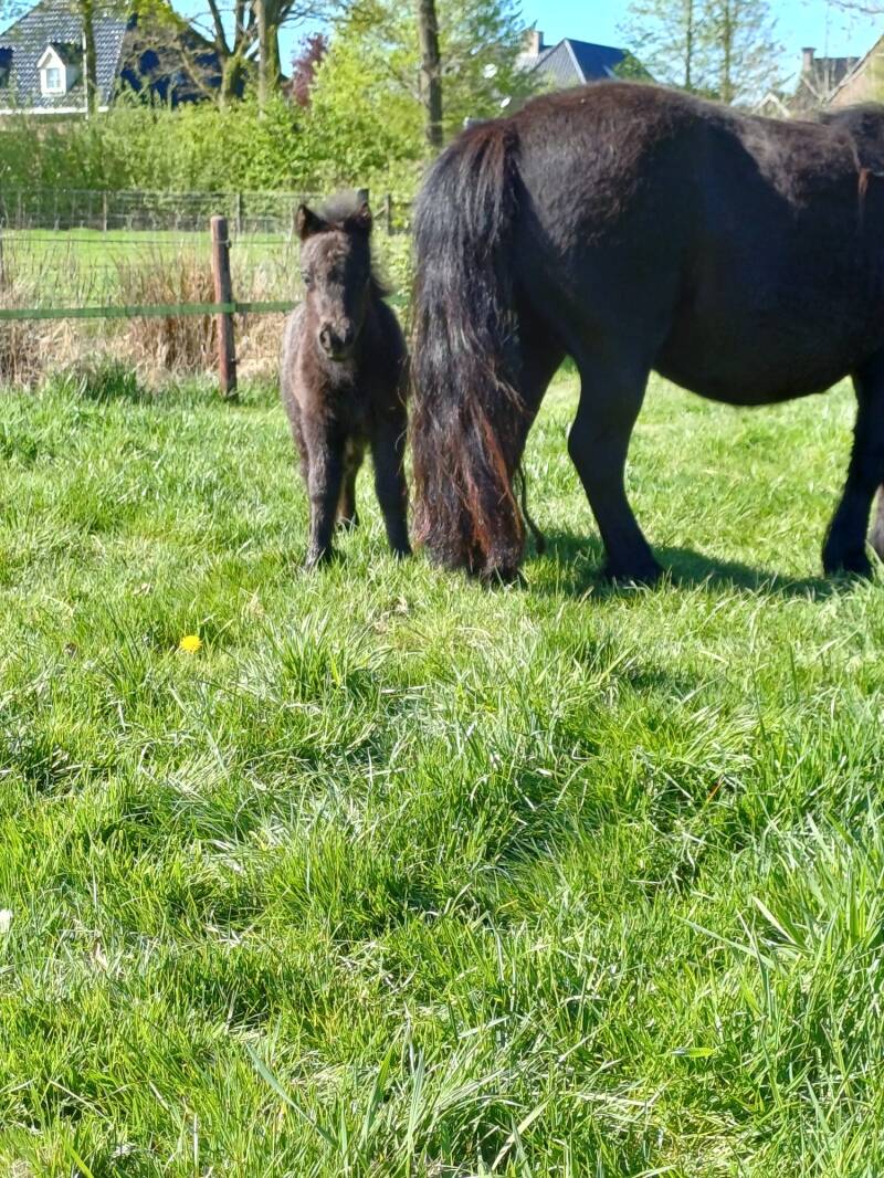 Vhajenne v/d Viersprong 