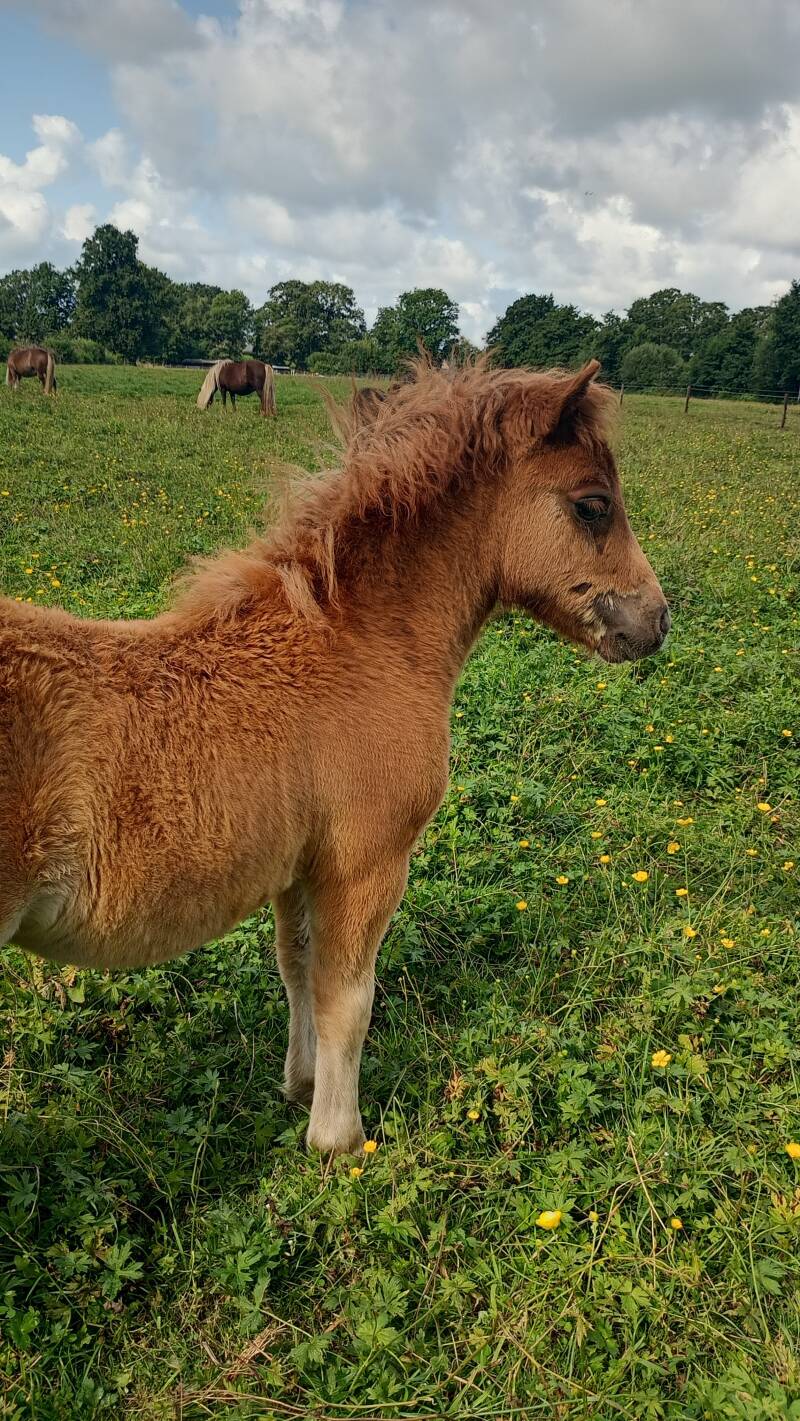 Vastberaden v/d Viersprong 
