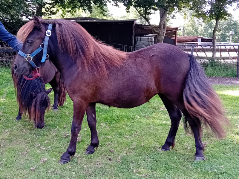 Tyara S v/d Viersprong 