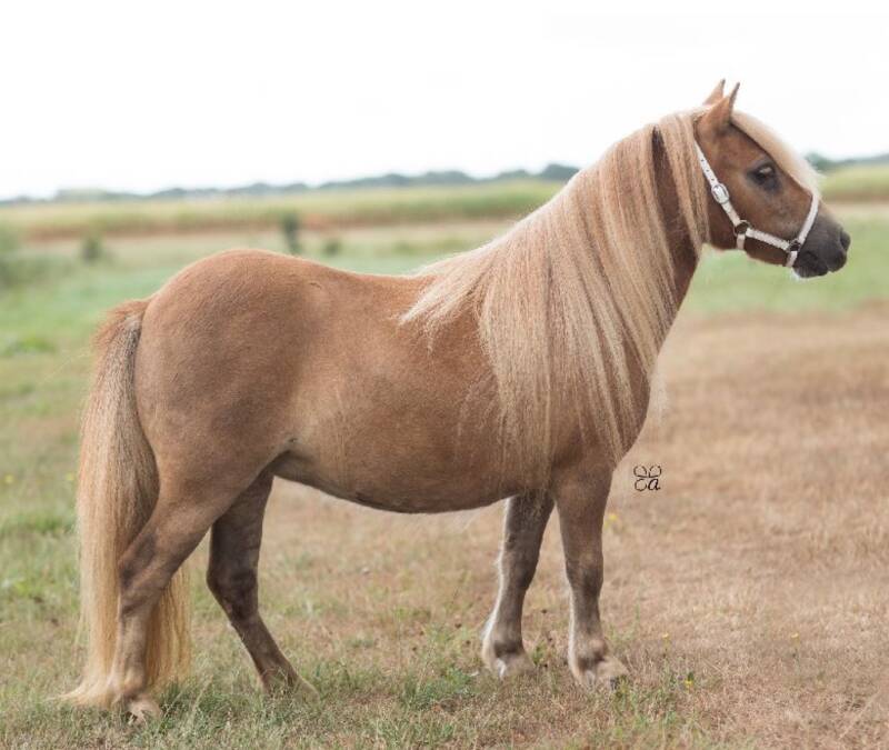 Karleyne v/d Viersprong 