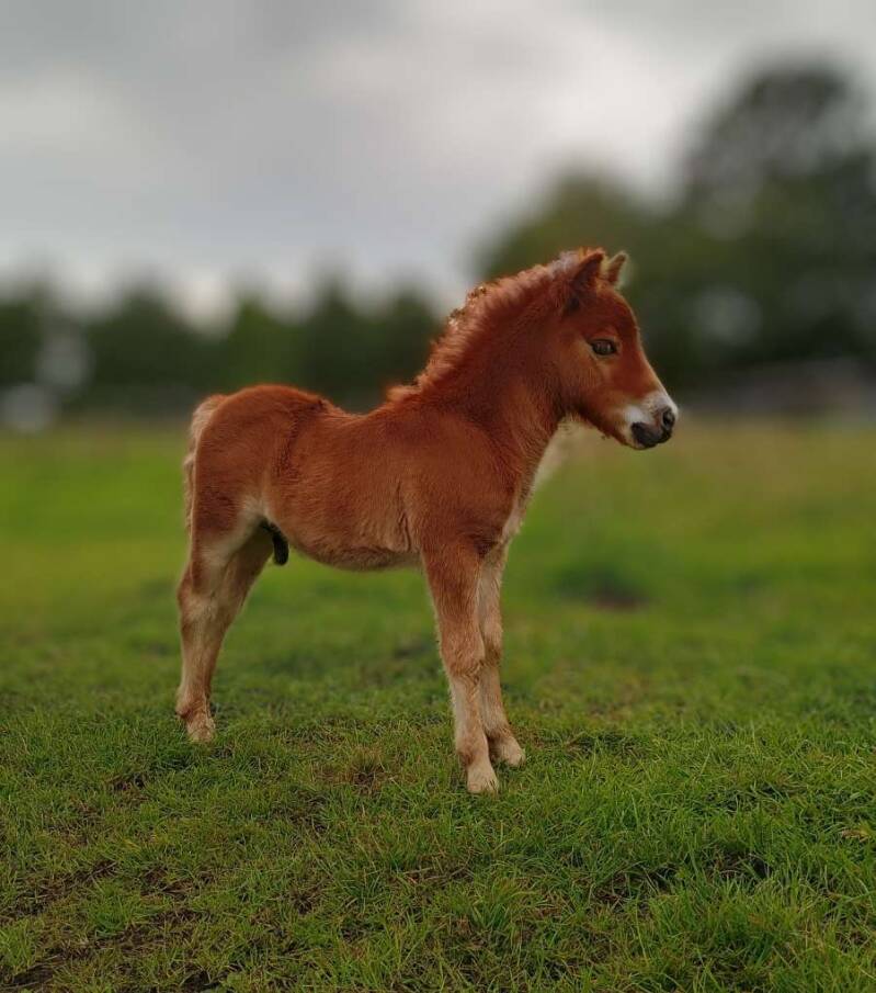 Vastberaden v/d Viersprong 