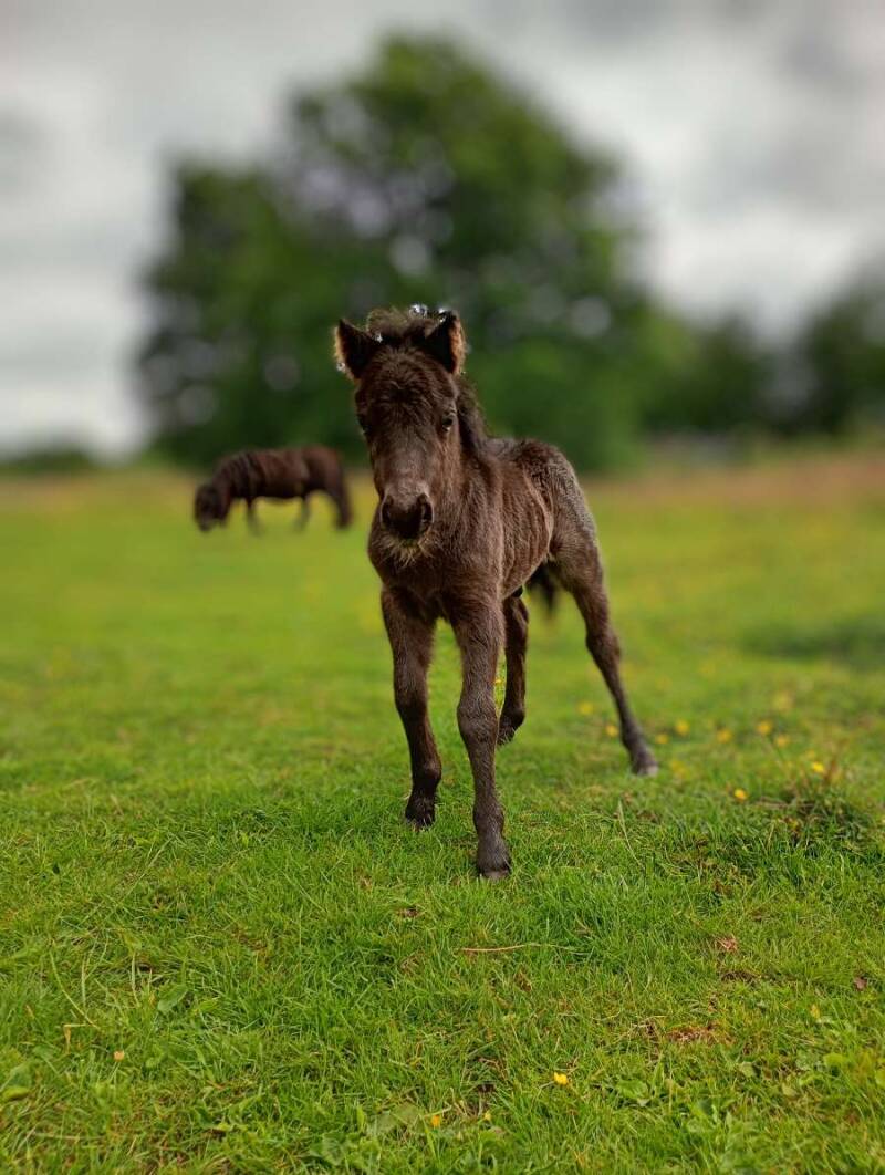 Vito S v/d Viersprong 