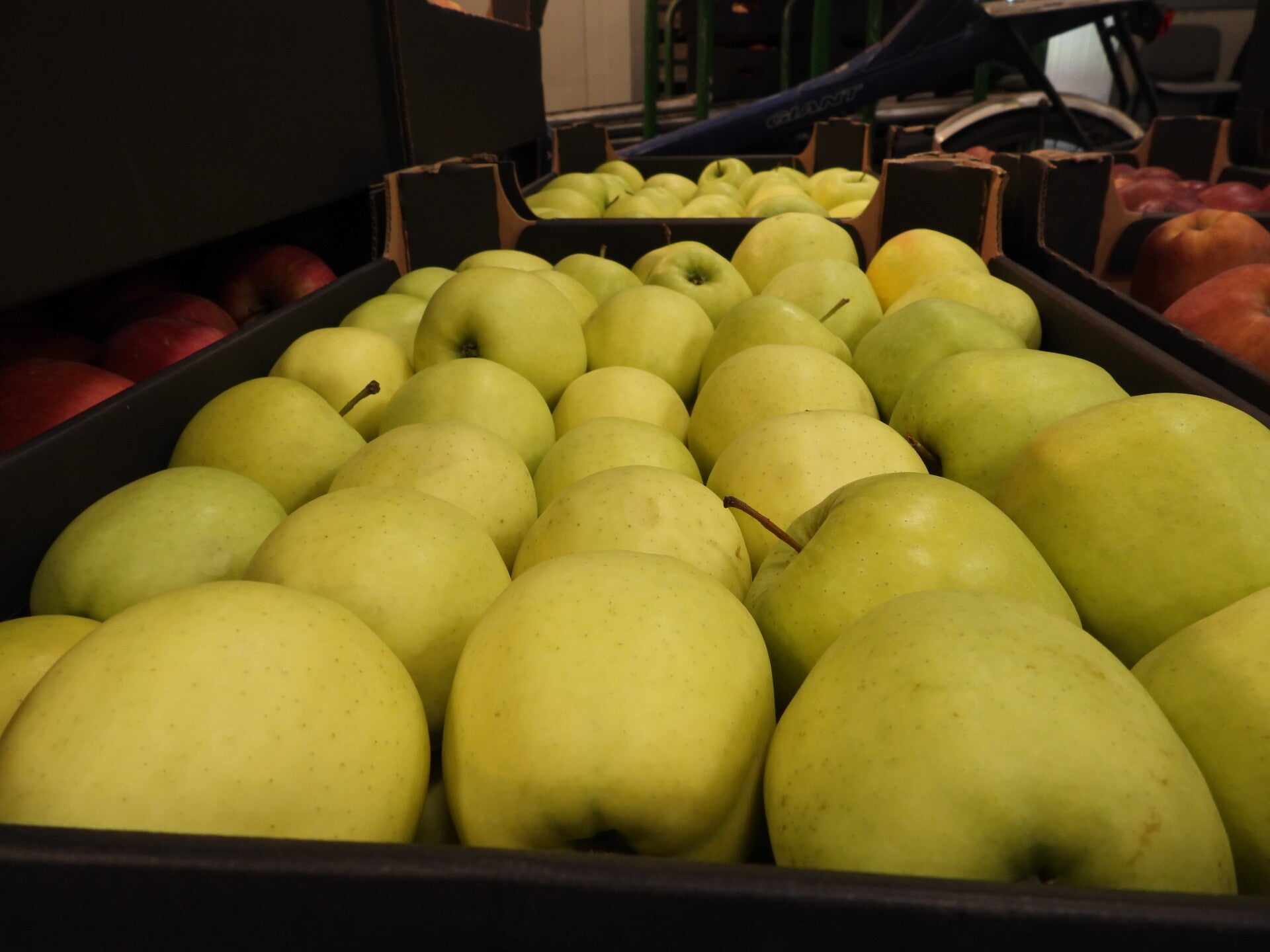 Jabłka Golden Delicious 5 kg
