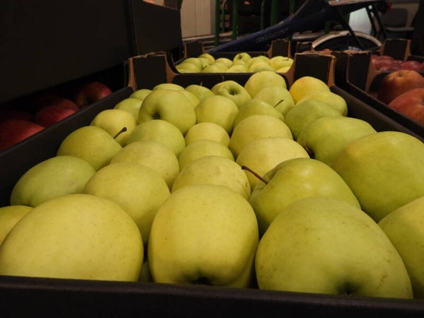 Jabłka Golden Delicious 5 kg