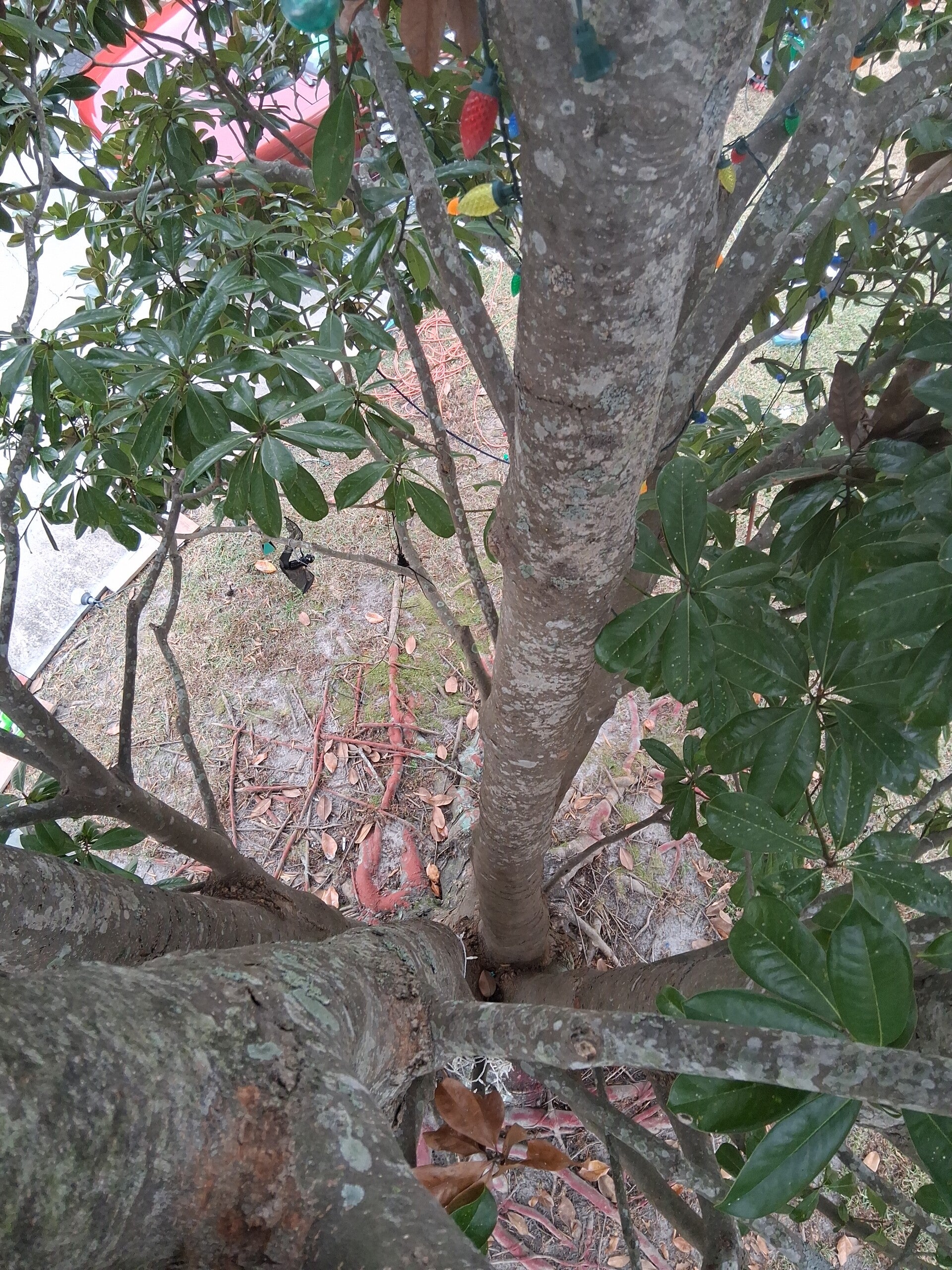 View looking down a tree trunk and branches strung with lights in a yard, Myrtle Beach, SC