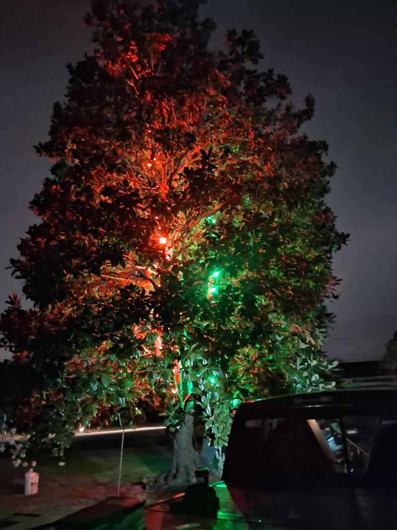 Large tree lit with red and green lights at night, Myrtle Beach, SC