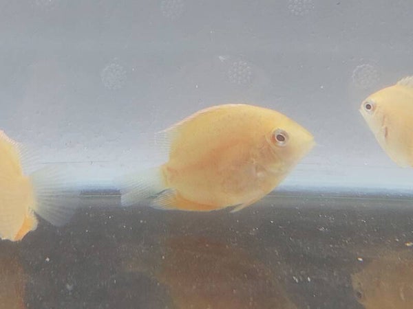 CICLIDO SEVERUM GLD