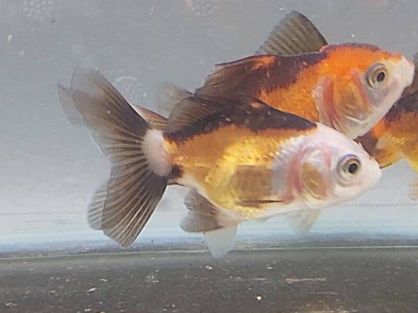 GOLFISH PANDA TRICOLOR M