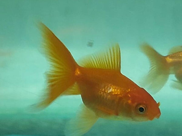 GOLDFISH M-L