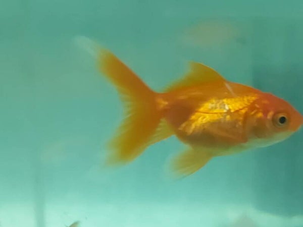 GOLDFISH M